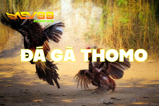 Đá Gà Thomo Aev99